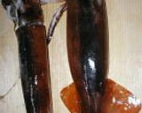 極上イカの塩辛～スルメイカの造り方作り方1写真