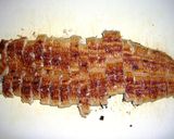 絶品☆うなぎの炊き込みご飯♪作り方1写真