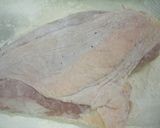 鶏胸肉でしっとりチキン南蛮☆ノンフライ☆作り方4写真