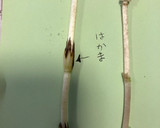 土筆と油揚げの煮物作り方1写真