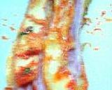 辛いらざにぁ。作り方11写真