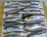 さっぱりなのに栄養満点！小あじの南蛮漬け作り方3写真