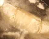ゆず胡椒と梅酒の簡単しっとり和風な鶏ハム作り方6写真