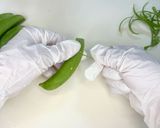 スナップエンドウの下ごしらえと塩茹で作り方2写真