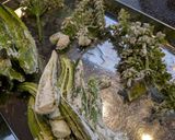 紫蘇バジル韮の花穂の天ぷら🍤オマケで四角豆万願寺作り方1写真