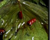 エゴマ葉っぱの醤油漬け作り方6写真