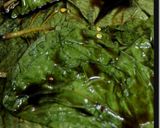 エゴマ葉っぱの醤油漬け作り方5写真