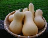 かぼちゃ（バターナッツ）のかんたんスープ作り方1写真