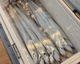 【サクフワ】釣りタチウオ天ぷら作り方1写真