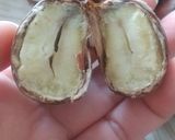 秋の味覚！栗の冷凍保存作り方4写真