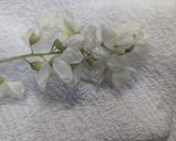 ニセアカシアの花の天ぷら作り方4写真