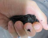 ✿ 塩分控えめ♪ 梅干し ✿作り方12写真