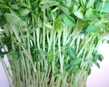 豆苗（とうみょう）と鶏肉のゴマ風味炒め作り方1写真