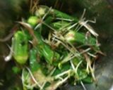 オクラと梅のさっぱりあえ作り方4写真
