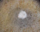 いかとめんたいこのクリームパスタ作り方4写真