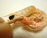 レンジで簡単♪乾燥ジャコ海老＆海老塩作り方6写真