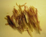 さわやか☆蒸し鶏のわさびあえ♪作り方8写真