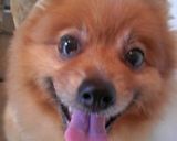 残り物でいぬごはん作り方5写真