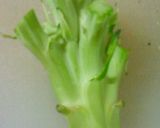 捨てないで！ブロッコリーの芯で一品作り方1写真