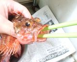 カサゴの塩焼き作り方1写真