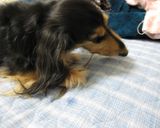 縮まないアキレスジャーキー！＠犬のおやつ作り方7写真
