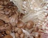 コレステロールを下げて血液をさらさらに～♪豆乳鍋♪作り方1写真