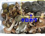クロカワの佃煮作り方5写真