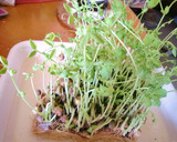 豆苗（とうみょう）と鶏肉のゴマ風味炒め作り方6写真