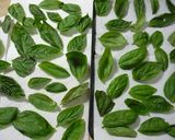 くるみ流☆バジルペースト作り方1写真