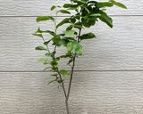 柿の生葉茶の出し殻で作った佃煮作り方1写真