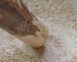 焼き茄子の入った冷たいお味噌汁作り方2写真