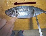 アジの三枚おろし♪作り方4写真