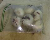 イチジクアイス　長期保存家に木がある人向作り方2写真