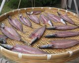 今が旬！！カマスの干物作り方7写真