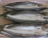今が旬！！カマスの干物作り方4写真