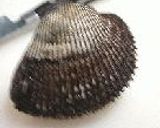 赤貝胡麻和え作り方1写真