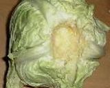 すごくおいしいダイエット！ハーブが薫る豆腐とチキンのロールキャベツ作り方2写真