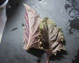 ダークオパールバジル(赤バジル)のソース作り方1写真