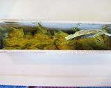 緑茶とホワイトチョコのミニパウンドケーキ作り方10写真