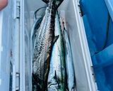 釣って来たサワラと太刀魚のソテー作り方1写真