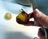 圧力鍋で栗の皮をむきましょう！作り方6写真