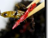 葉唐辛子佃煮作り方17写真