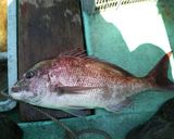 天然真鯛の粕漬け作り方1写真
