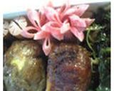 運動会お弁当にも食卓にも！ポテトの豚巻き作り方5写真