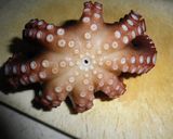 絶品！マダコの茹で方作り方5写真