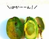 簡単！アボガドとミルクのあったかスープ作り方10写真