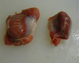 砂肝のポン酢和え作り方3写真