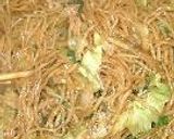 すごくおいしい！麺ふっくら焼きそば作り方4写真