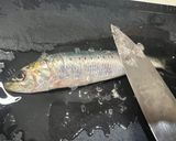 イワシと大葉と梅とチーズのクルクルフライ作り方1写真