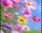 梅酒(梅ドリンク)の作り方 覚書作り方13写真